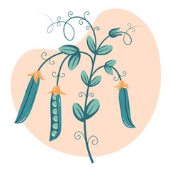 Fresh organic vegetables-peas. Vector illustration, Healthy vegetarian food.