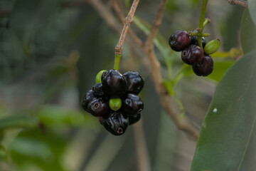 Jamun Fruit hanging on tree. Malabar plum, Java plum, or black plum.
