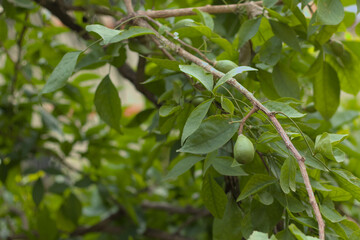 Wood apple tree. Holy leaves for Hindus.