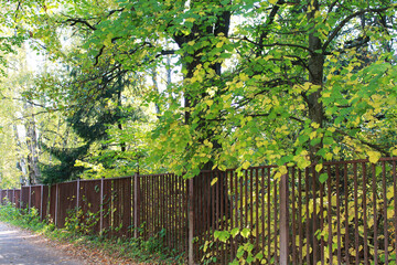 autumn. fun colors of autumn. beautiful footpath with a fence in the city botanical garden