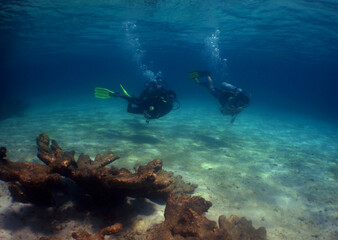 scuba diver , coral reef , caribbean sea , Venezuela