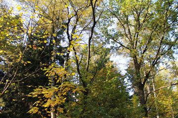 autumn. fun colors of autumn. game trees bright yellow colors against the sky