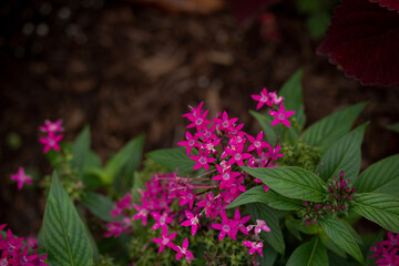 Obraz premium Bright Pink Flowers in a Garden with Brown Background 