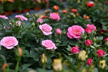 The Beautiful Flowers and Grass Beds of Cameron Highlands Malaysia