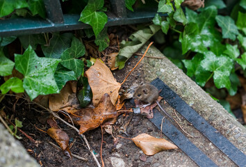 Naklejka na ściany i meble a wood mouse aka long tailed field mouse (Apodemus sylvaticus) feeding on concrete steps