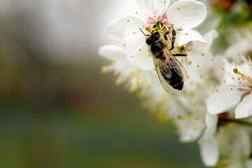 Honey bee is pollinating flower of the blossoming spring tree. Macro