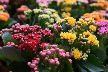 Obraz premium The Beautiful Flowers and Grass Beds of Cameron Highlands Malaysia