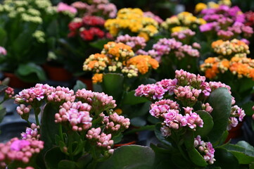 The Beautiful Flowers and Grass Beds of Cameron Highlands Malaysia