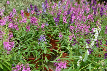 Obraz premium The Beautiful Flowers and Grass Beds of Cameron Highlands Malaysia