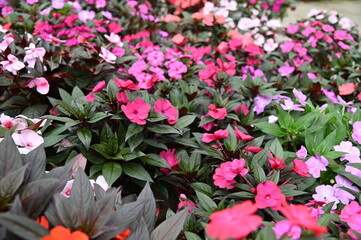 The Beautiful Flowers and Grass Beds of Cameron Highlands Malaysia