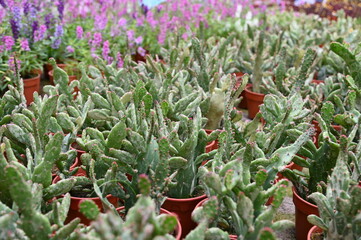 The Beautiful Flowers and Grass Beds of Cameron Highlands Malaysia