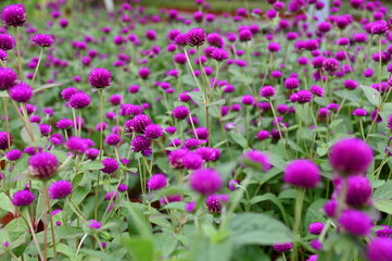 The Beautiful Flowers and Grass Beds of Cameron Highlands Malaysia