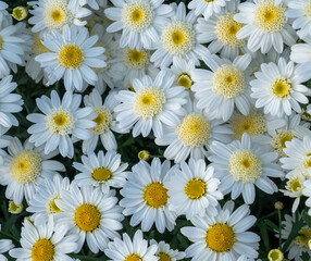 Floral summer background of field camomile flowers. Chamomile flowers field in sun light. Summer Daisies. Wild flowers field.