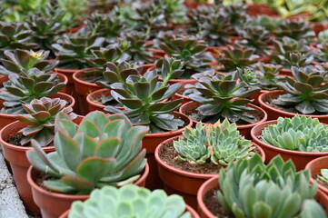 The Beautiful Flowers and Grass Beds of Cameron Highlands Malaysia