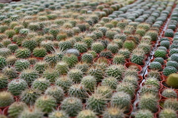 The Beautiful Flowers and Grass Beds of Cameron Highlands Malaysia