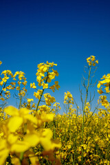 Yellow blooming rapeseed field. Rapeseed is grown for the production of animal feeds, vegetable...