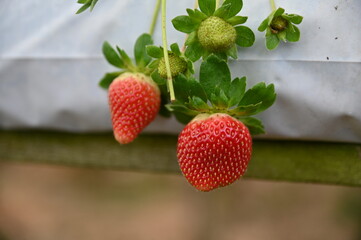 The Beautiful Flowers and Grass Beds of Cameron Highlands Malaysia