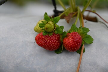 The Beautiful Flowers and Grass Beds of Cameron Highlands Malaysia