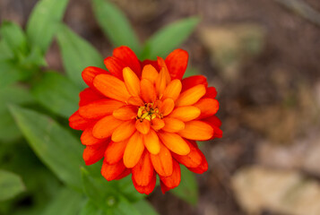 Single Orange Zinnia