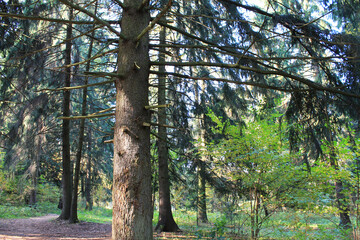 autumn. fun colors of autumn. spruce spread its crones protecting a small tree