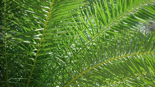 Close up view of beautiful sunny fresh healthy leaves of green palm or coconut tree isolated. Plants growing outdoors on tropical beach or oasis. 4k stock abstract natural tropical video background