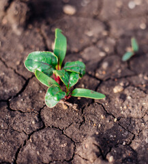 Red beetroot, fresh sprouts and young leaves in the garden. Vegetables, herbs and micro-greens. Also beets, canteen, garden or red beets. Gardening.
