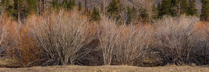 Panoramic view of row of tress in the middle of meadow during spring time. Located in Southwest California.