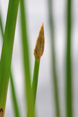 Close up view of single Lily flower bud