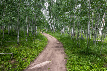Fototapeta na wymiar Aspen trees by the walking trail near Crested Butte in Colorado