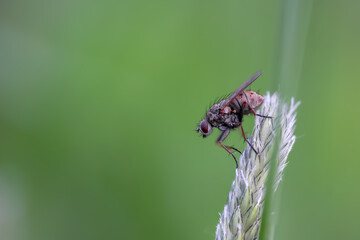Close up shot of fly on a plant, focus stacked image