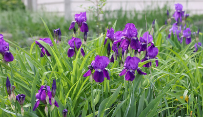 Iris flower plants in the garden during spring time, selective focus