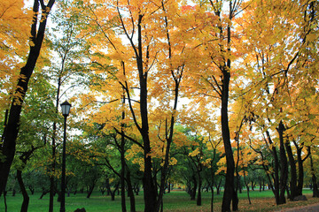 autumn. fun colors of autumn. Yellow Lena tell autumn tales