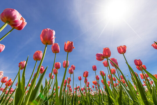 Red Tulip flowers against blue sky background with sun flare.