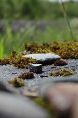 moss on the rocks