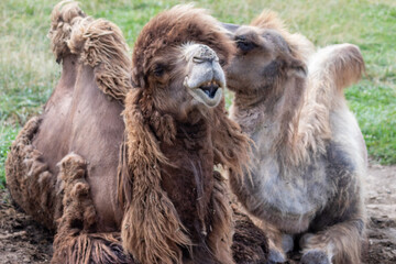 Camels sitting down facing forward
