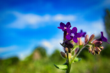 Fototapete bei efototapeten.de bestellen   