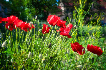 Fototapete bei efototapeten.de bestellen   