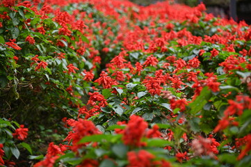 The Beautiful Flowers and Grass Beds of Cameron Highlands Malaysia