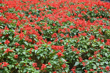 The Beautiful Flowers and Grass Beds of Cameron Highlands Malaysia