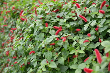 The Beautiful Flowers and Grass Beds of Cameron Highlands Malaysia