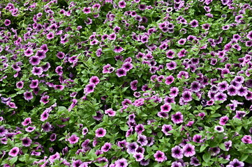 The Beautiful Flowers and Grass Beds of Cameron Highlands Malaysia