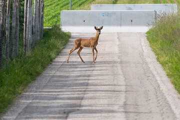 Reh auf der Straße - deer on the road