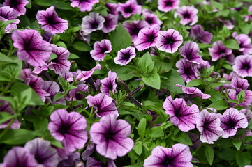 The Beautiful Flowers and Grass Beds of Cameron Highlands Malaysia