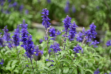 The Beautiful Flowers and Grass Beds of Cameron Highlands Malaysia