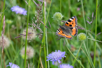 Kleiner Fuchs Schmetterling - butterfly on a flower