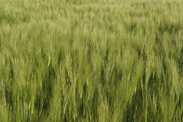 Barley Field With Green Spikes