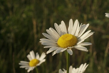 Fototapeta premium chamomile grows in a meadow