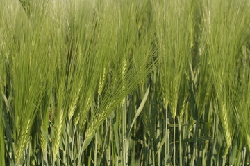 Barley With Green Spikes Close Up
