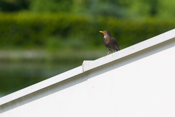 red winged blackbird