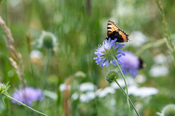 Kleiner Fuchs - Schmetterling auf Blüte in Wiese - butterfly on a flower